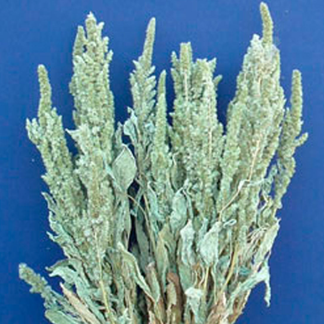 Amaranthus
