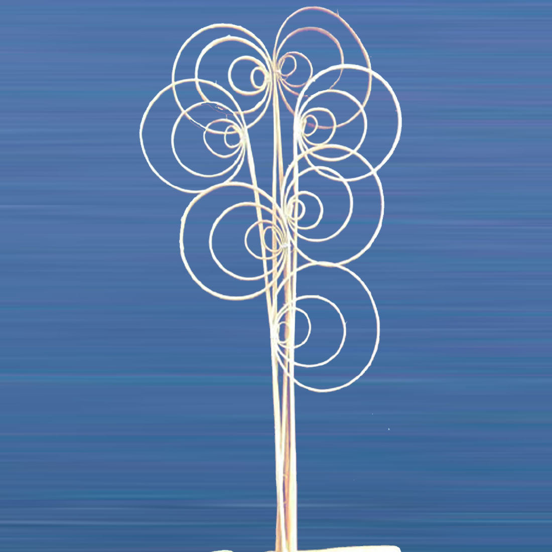 Cane Coil – Martins Dried Flowers
