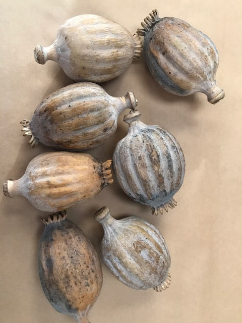 Giant Poppy Heads-2kg