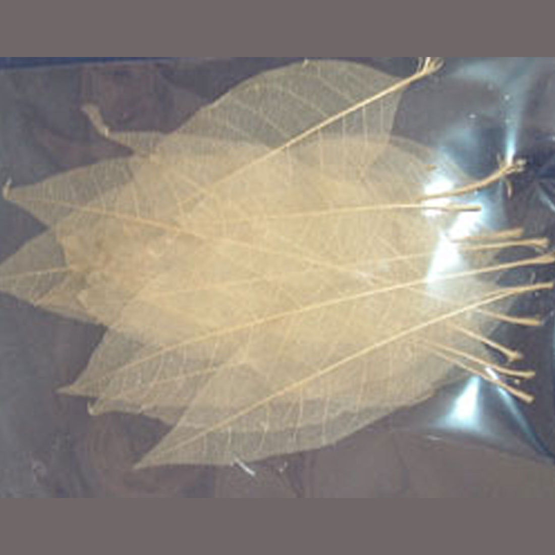 Skeleton Leaves