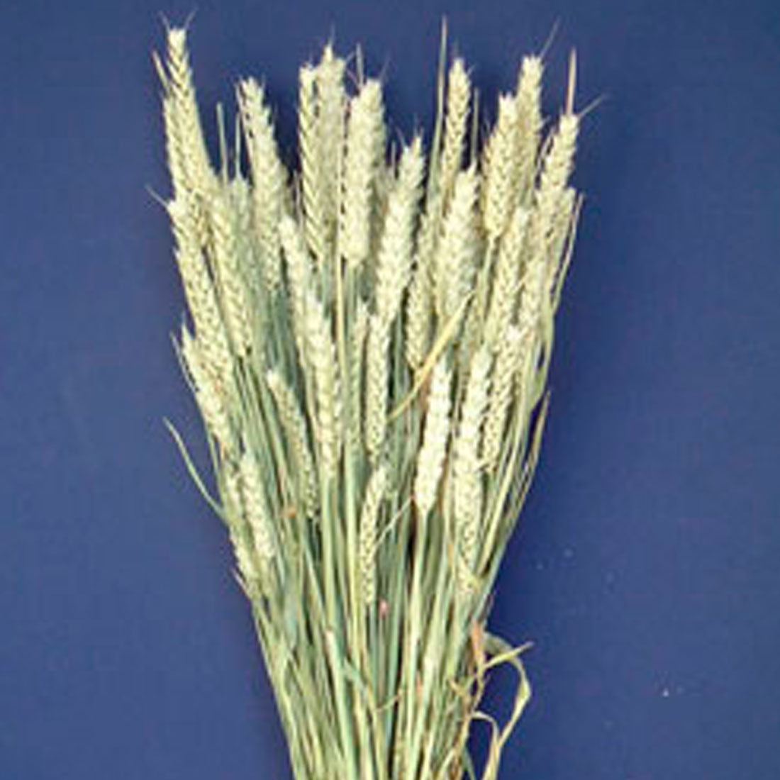 Wheat