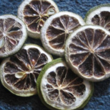 Lime Slices